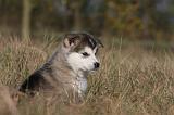 ALASKAN MALAMUTE 503